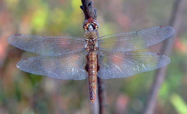 Dragon-Fly-inner-guidance-page